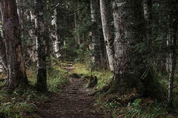 Lugn skogsstig i naturligt ljus